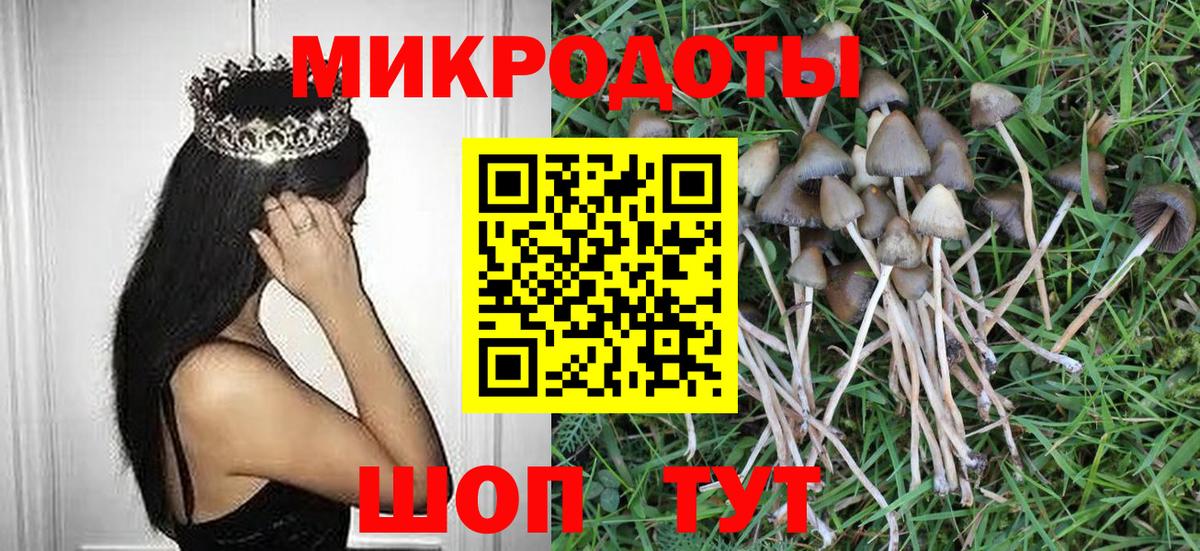 Псилоцибиновые грибы Psilocybine cubensis Лобня